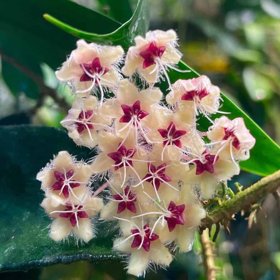 Hoya flagellata