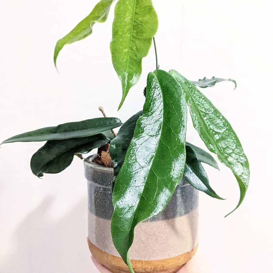 Hoya flavescens