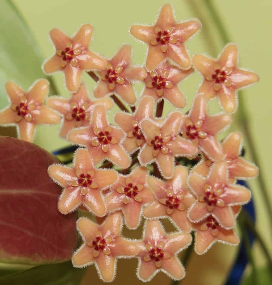 Hoya flavida