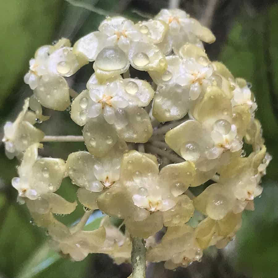 Hoya forbesii