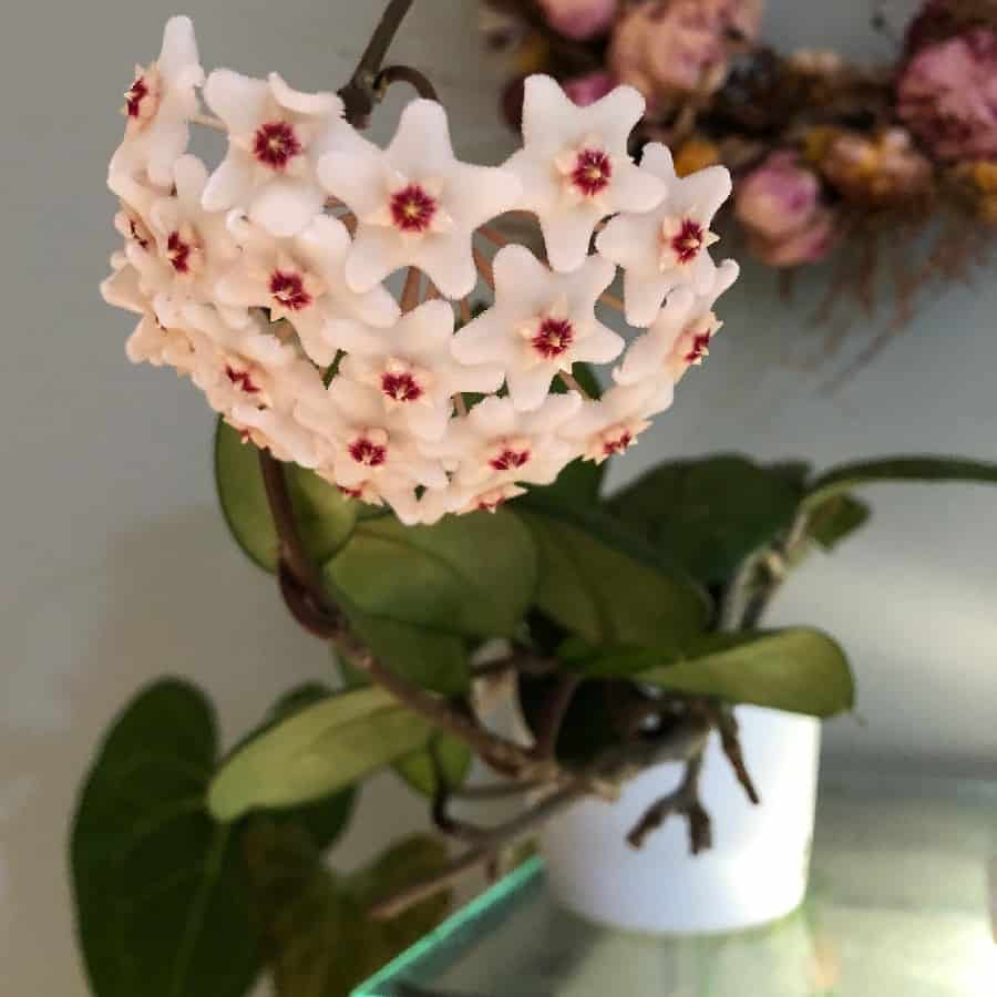 Hoya fungii