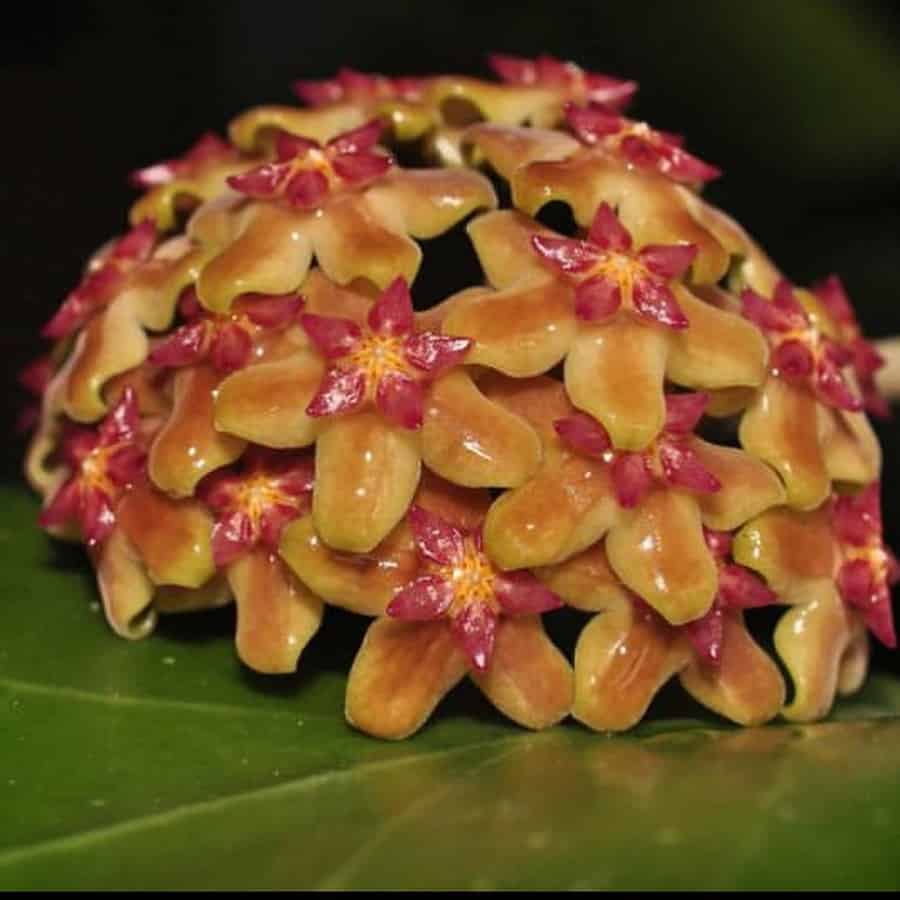 Hoya fusca