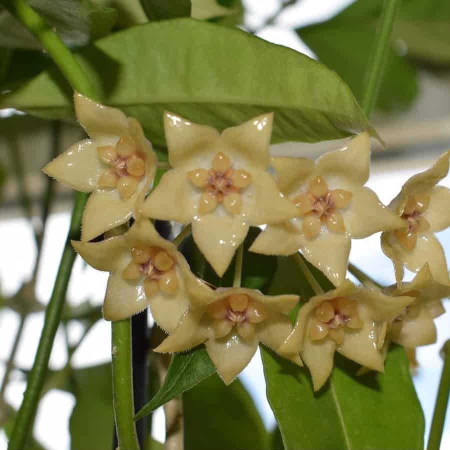 Hoya gildingii