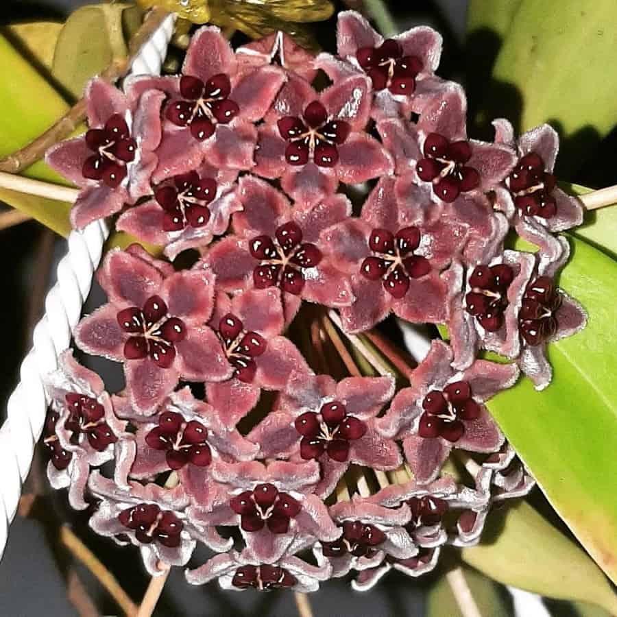 Hoya globiflora