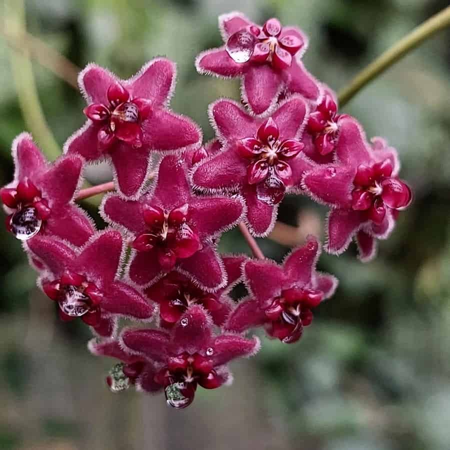 Hoya globulifera