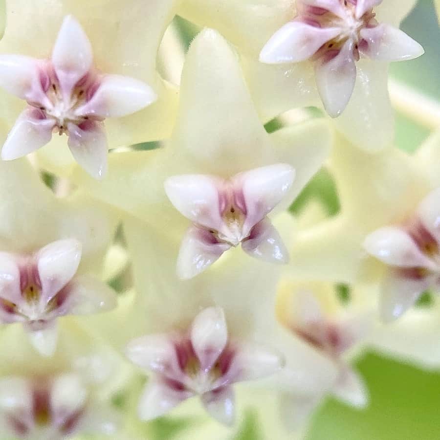 Hoya golamcoana