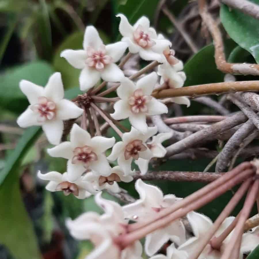 Hoya graveolens