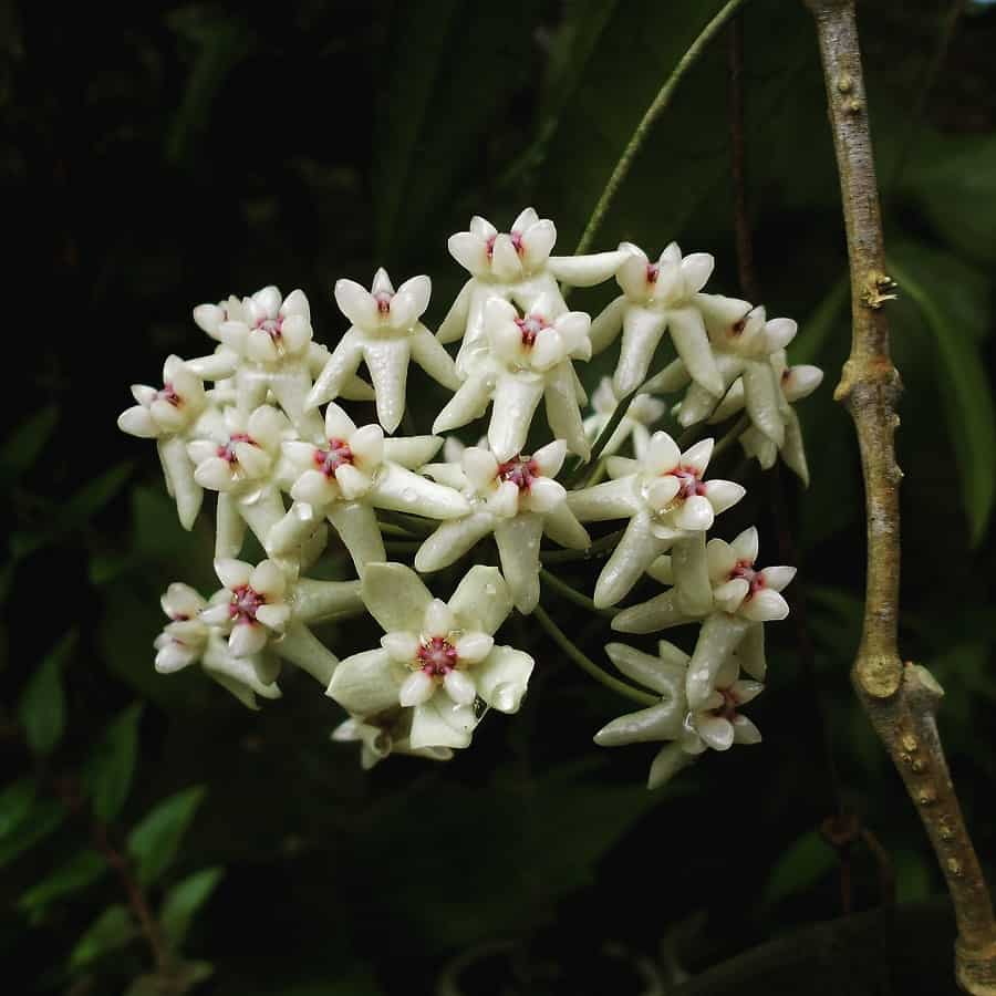 Hoya greenii