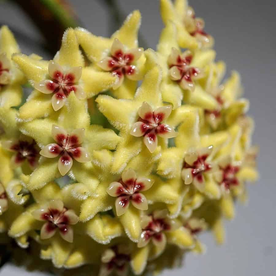 Hoya halconensis