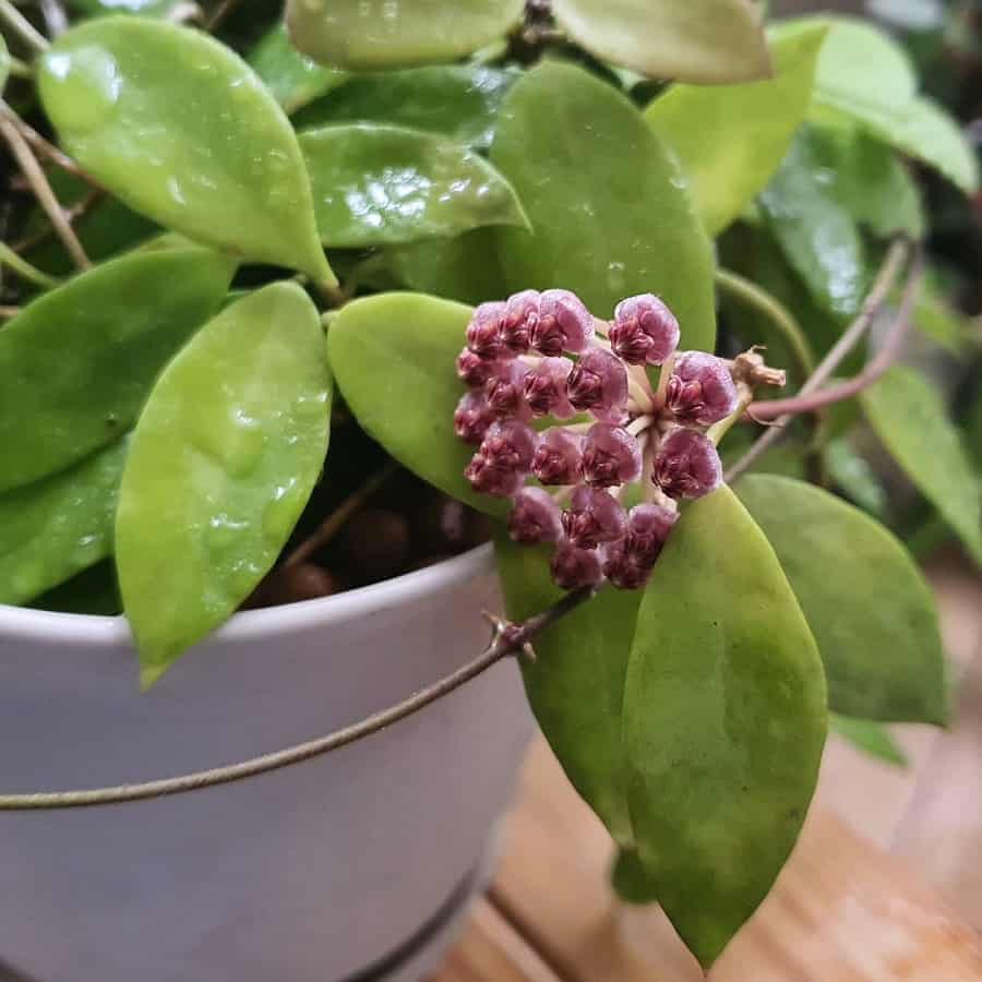 Hoya halophila