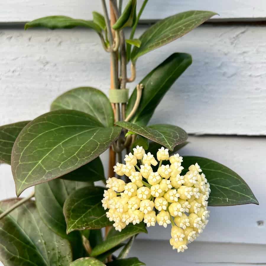 Hoya hellwigiana