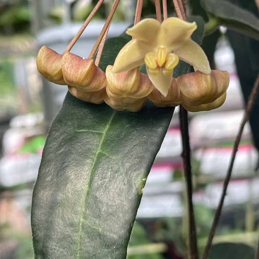 Hoya hypolasia