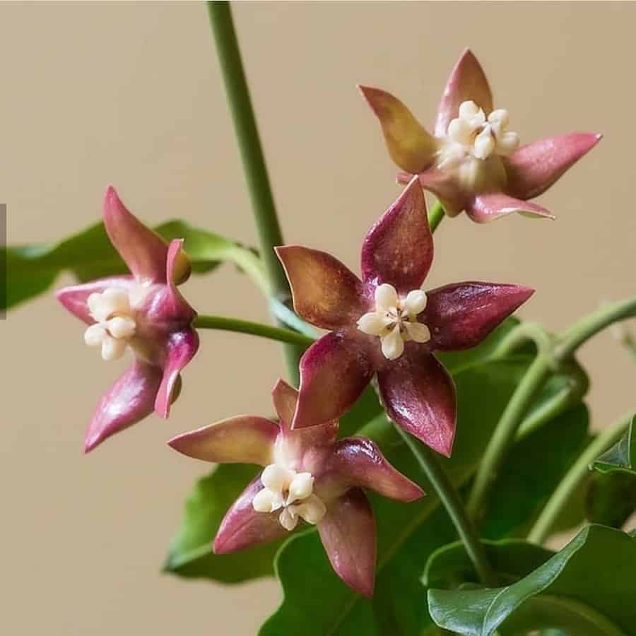 Hoya imperialis