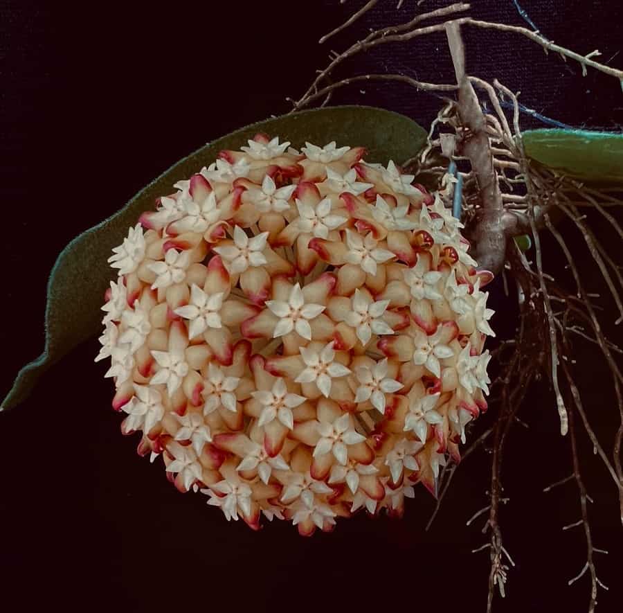 Hoya incrassata