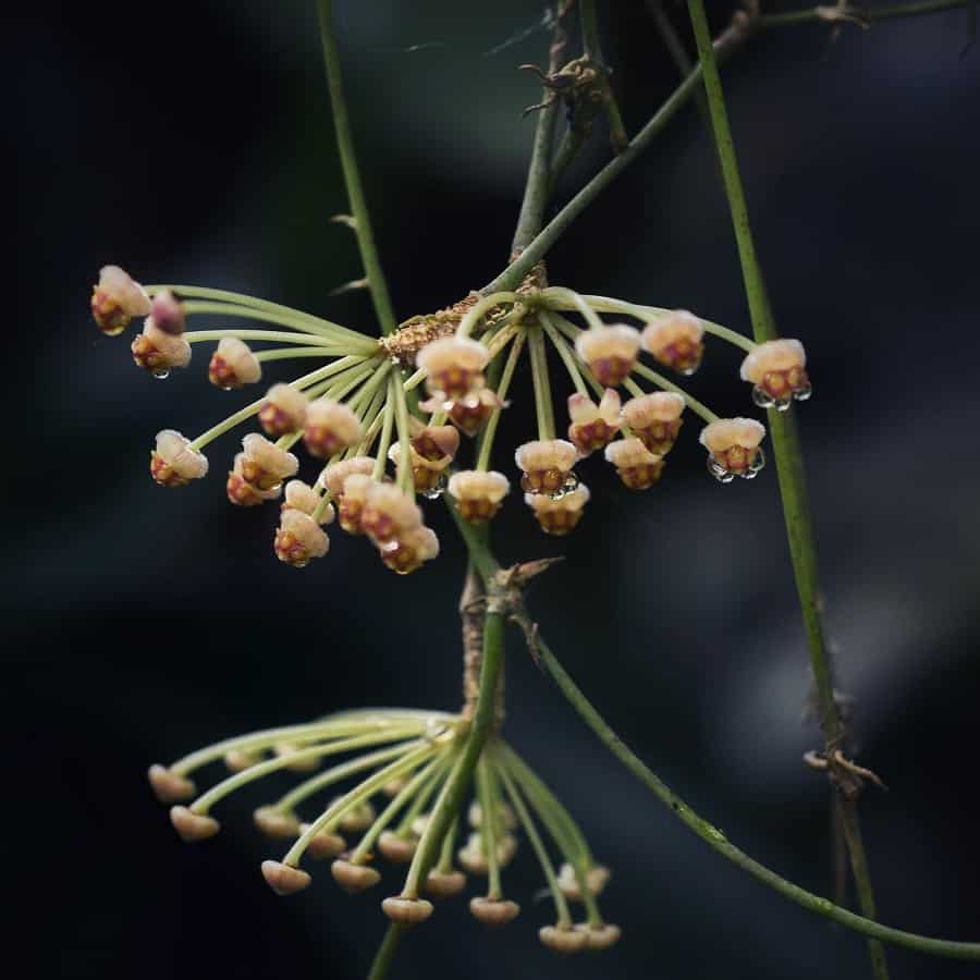 Hoya incurvula