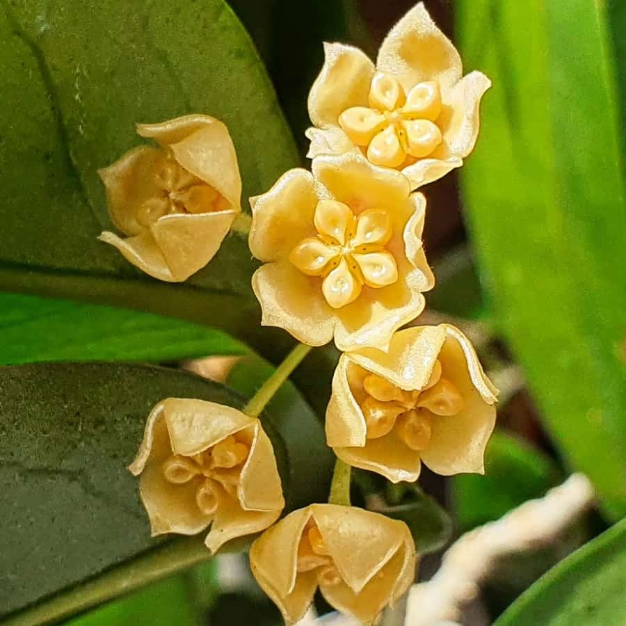 Hoya ischnopus