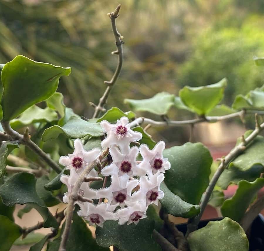 Hoya kanyakumariana