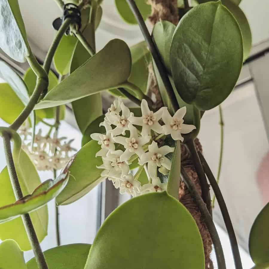 Hoya keysii