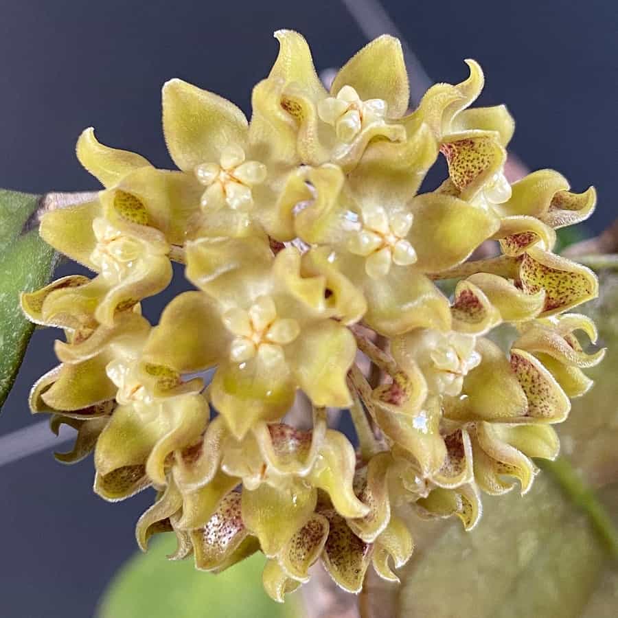 Hoya lambii