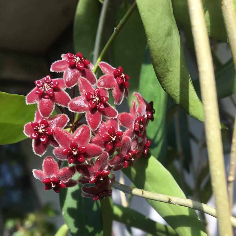 Hoya lamingtoniae