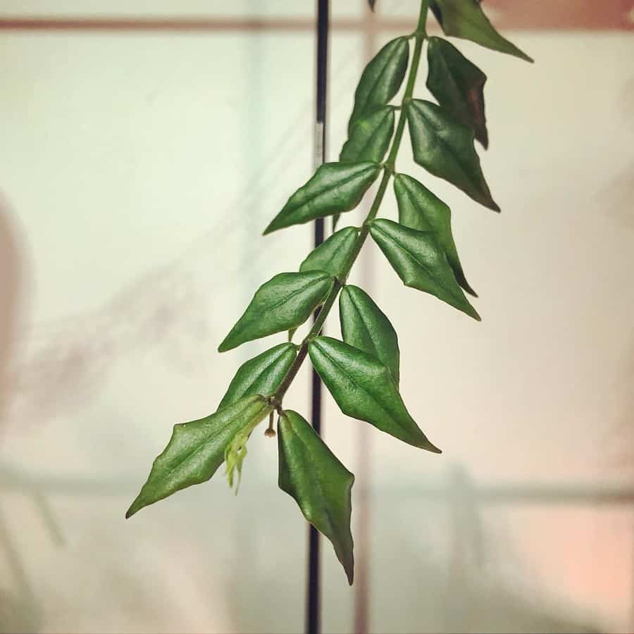 Hoya lanceolata ssp lanceolata