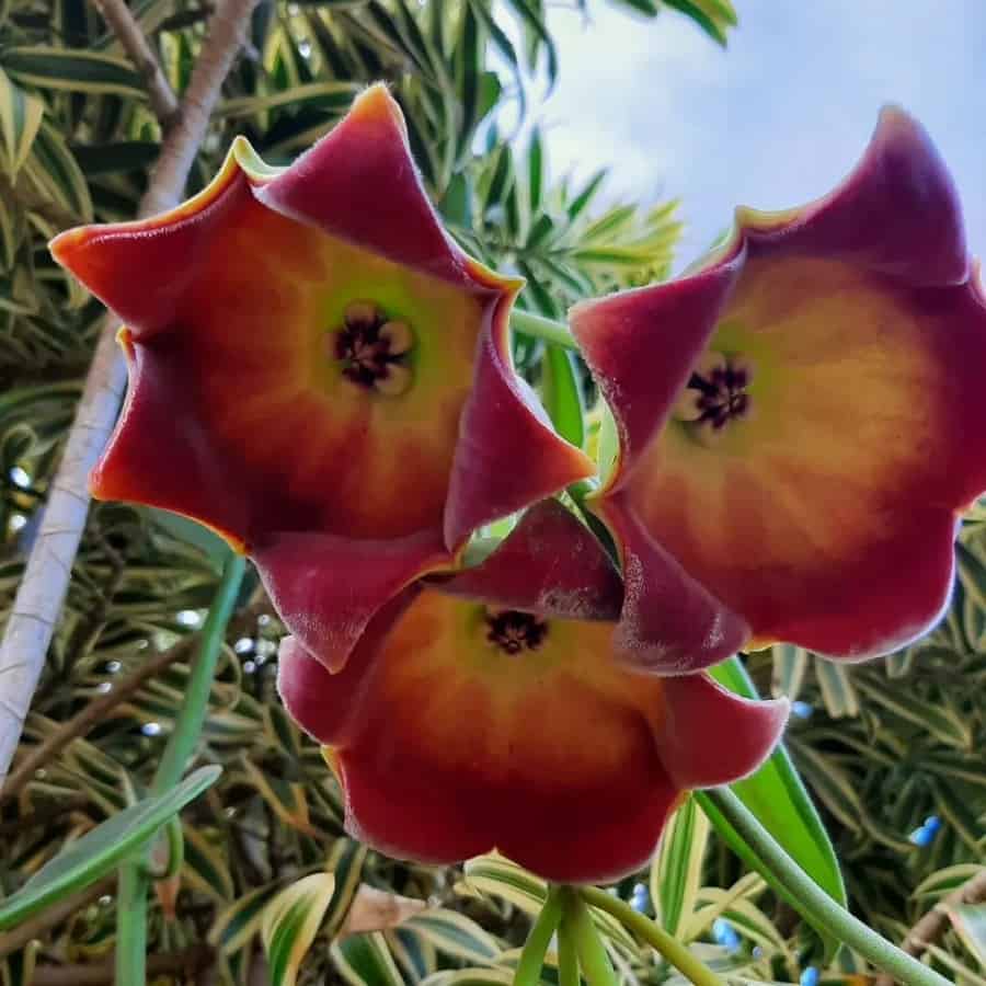 Hoya lauterbachii