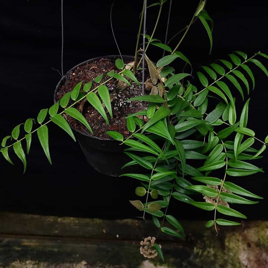 Hoya leucantha