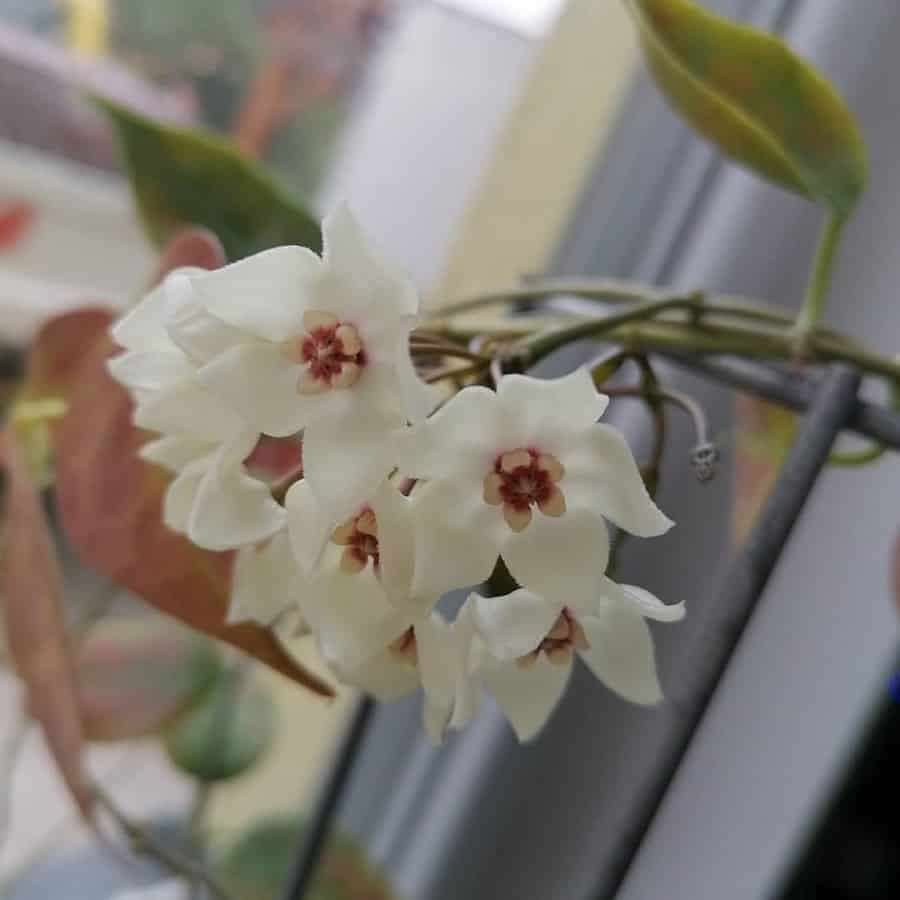 Hoya leucorhoda