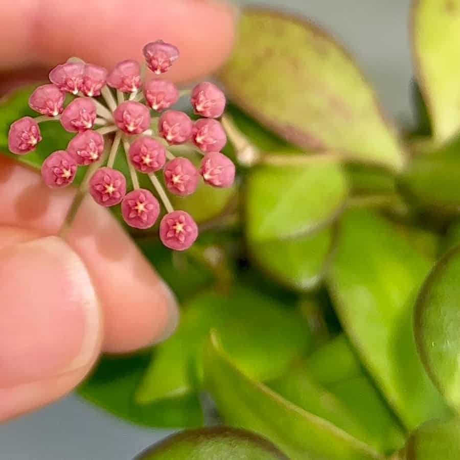 Hoya leytensis