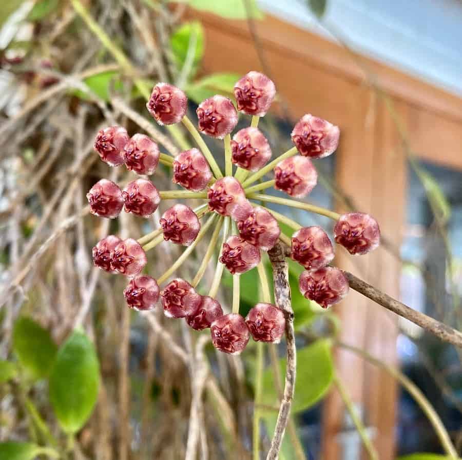 Hoya litoralis