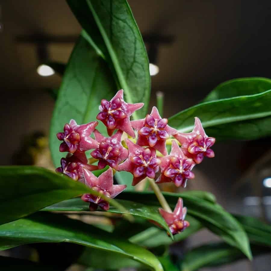 Hoya lobbii