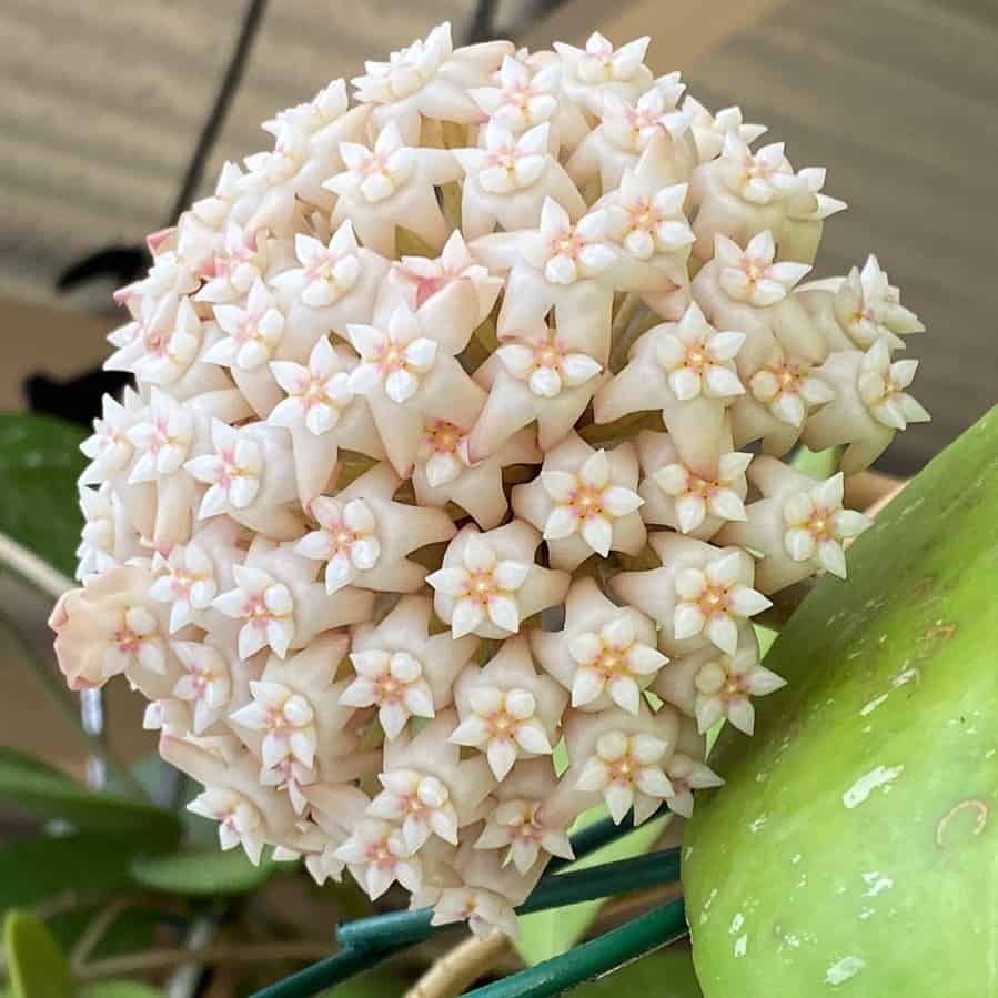 Hoya loyceandrewsiana