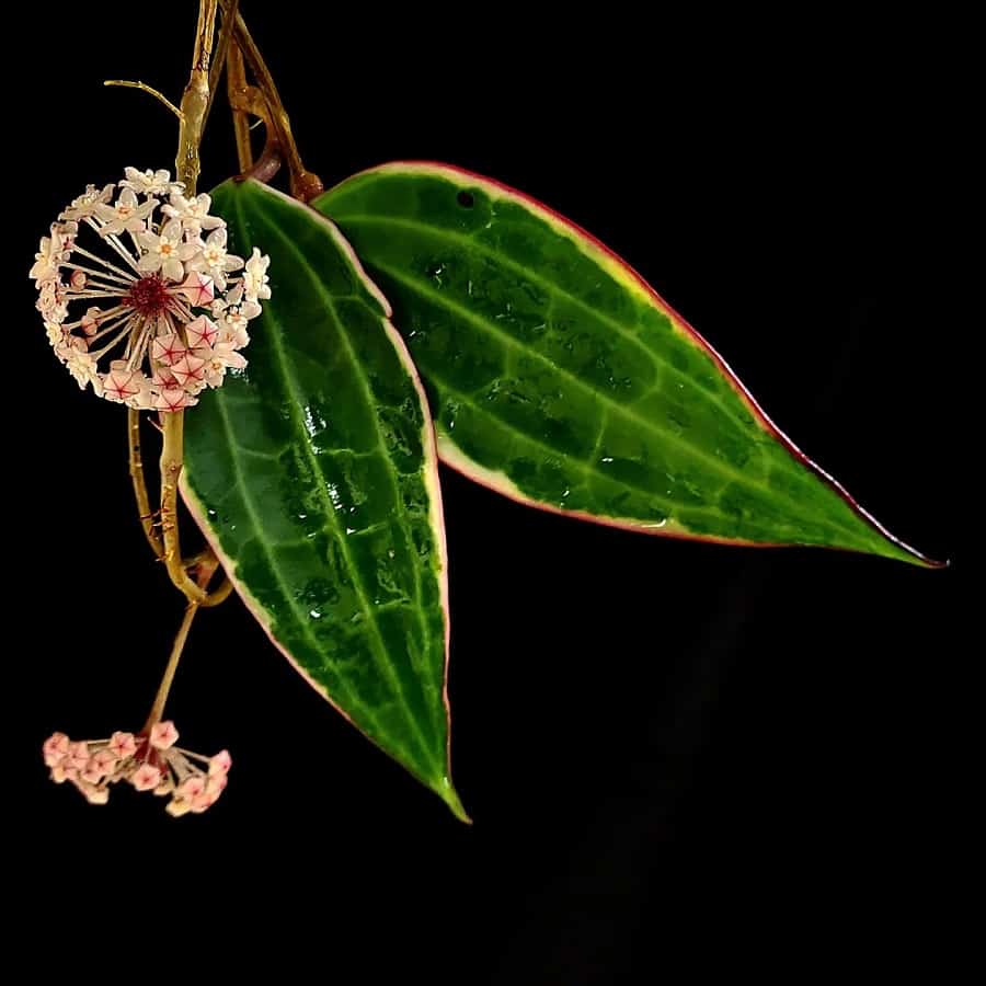 Hoya macrophylla