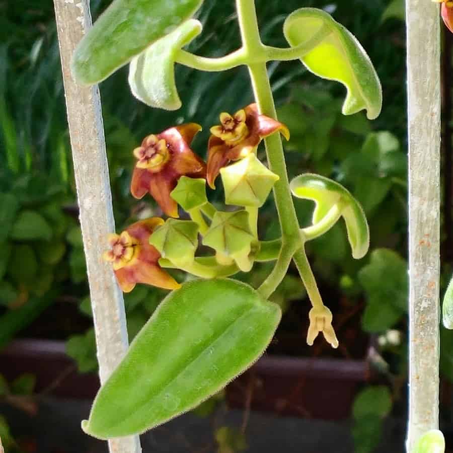 Hoya madulidii