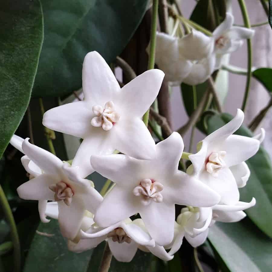 Hoya magnifica