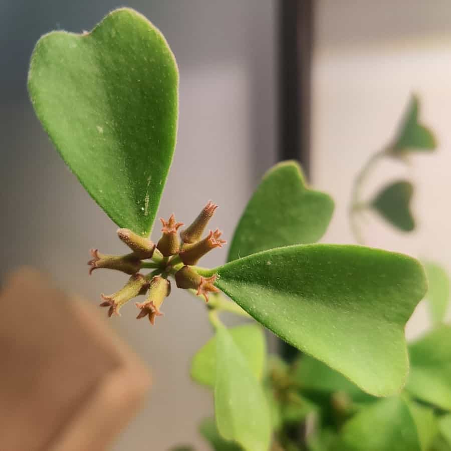 Hoya manipurensis