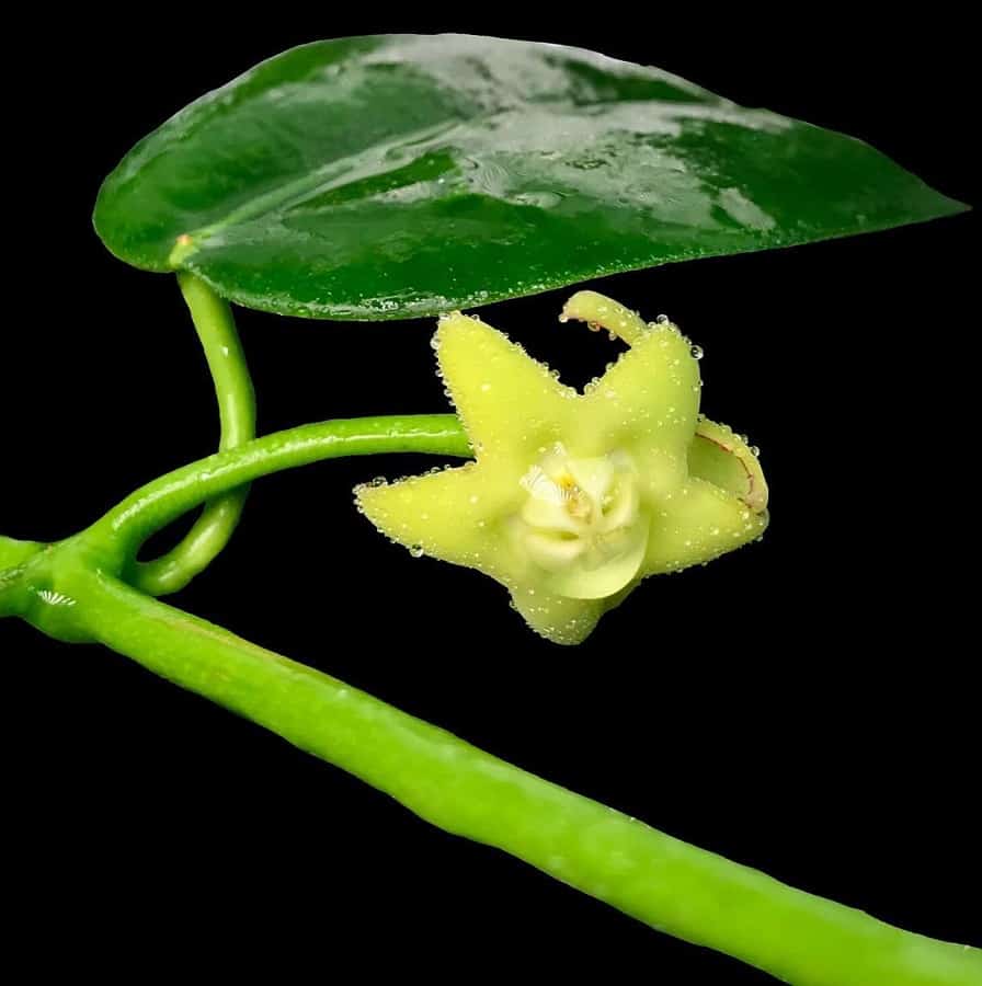 Hoya mariae