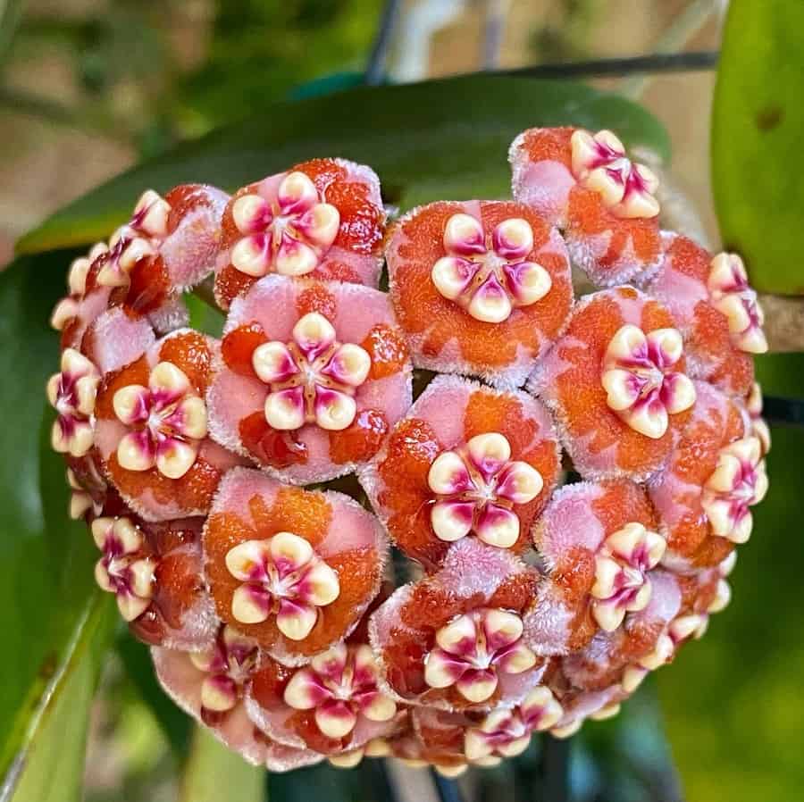 Hoya meliflua