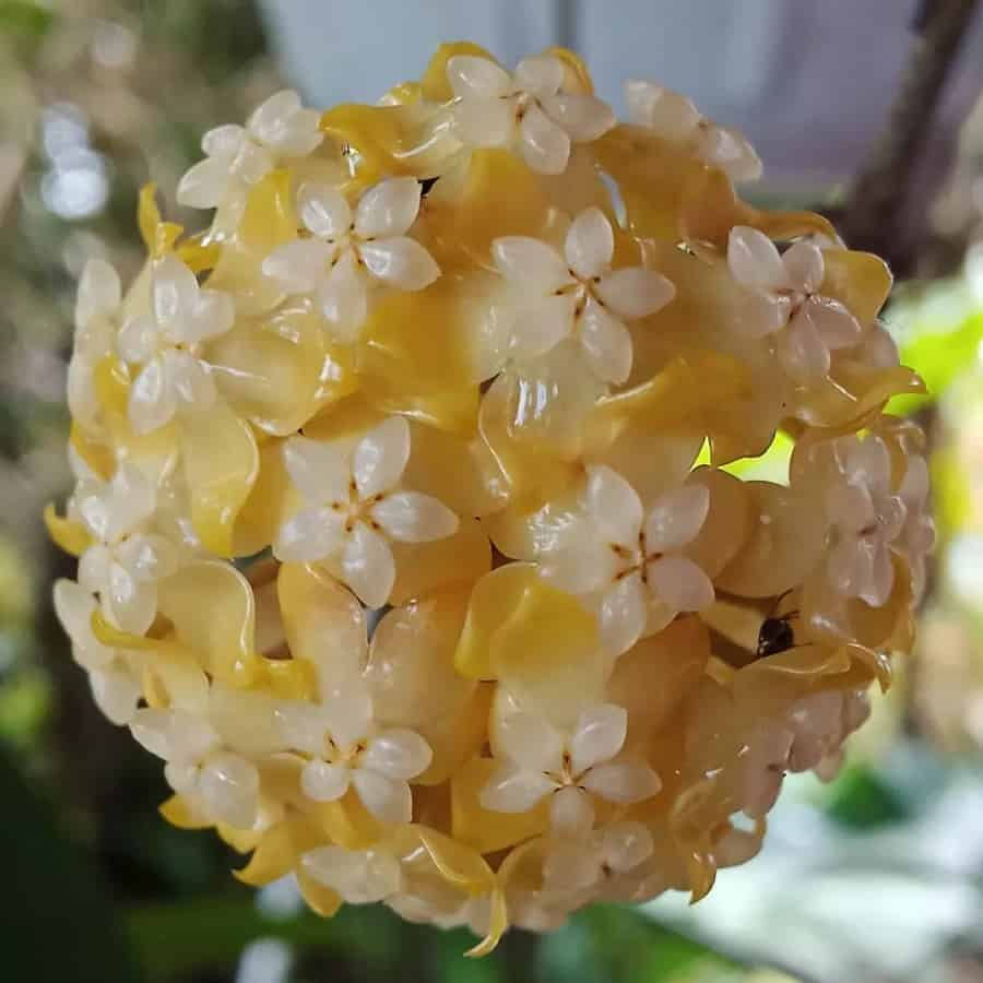 Hoya meredithii