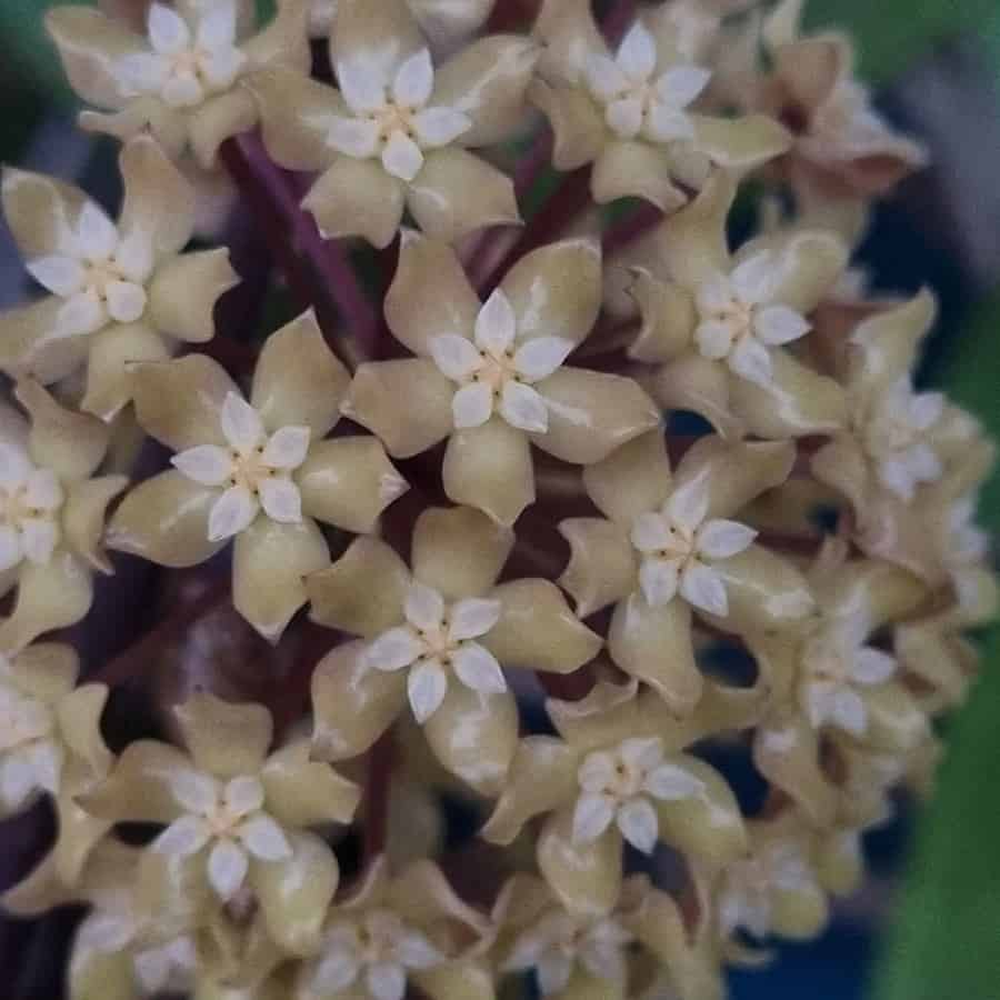 Hoya merrillii