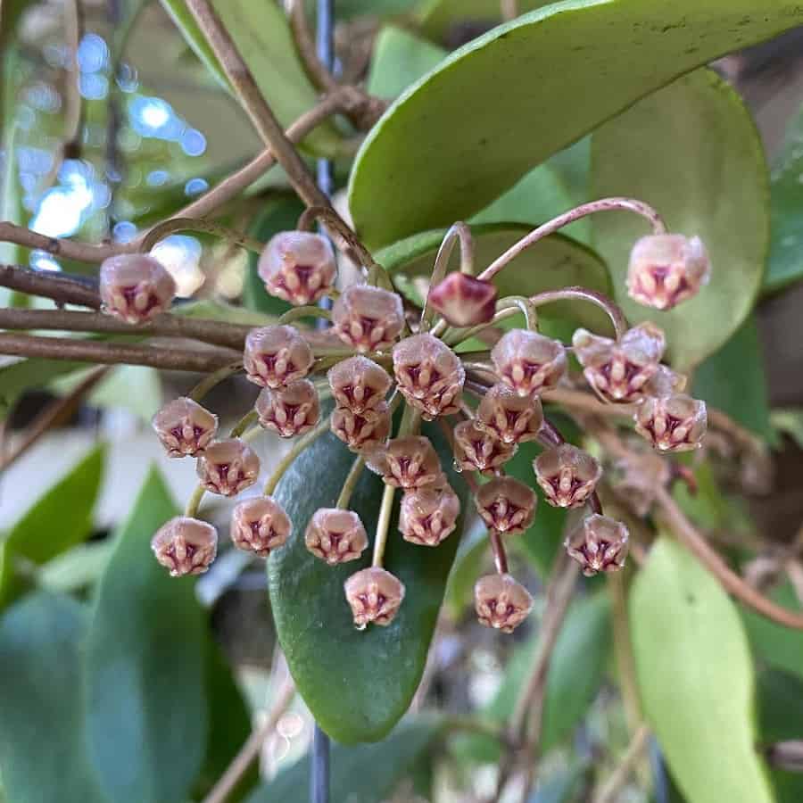 Hoya micrantha
