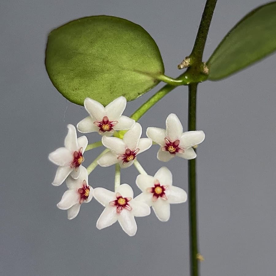 Hoya microstemma