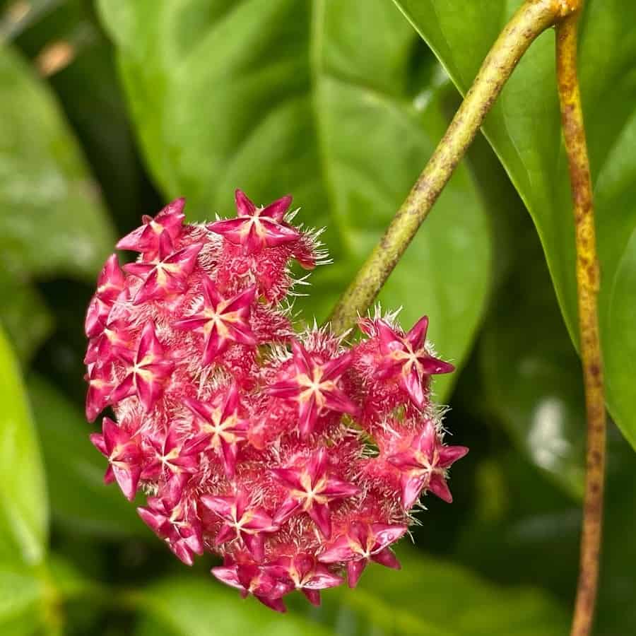 Hoya mindorensis