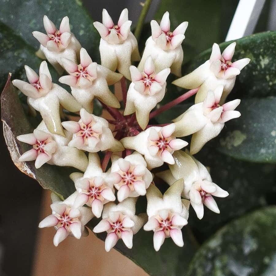 Hoya mitrata