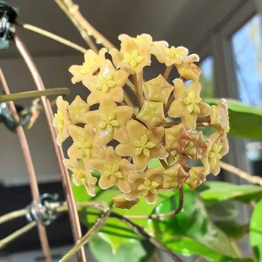 Hoya montana