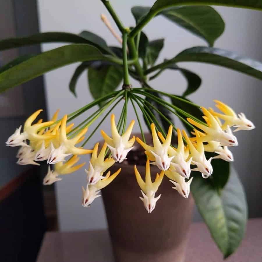 Hoya multiflora
