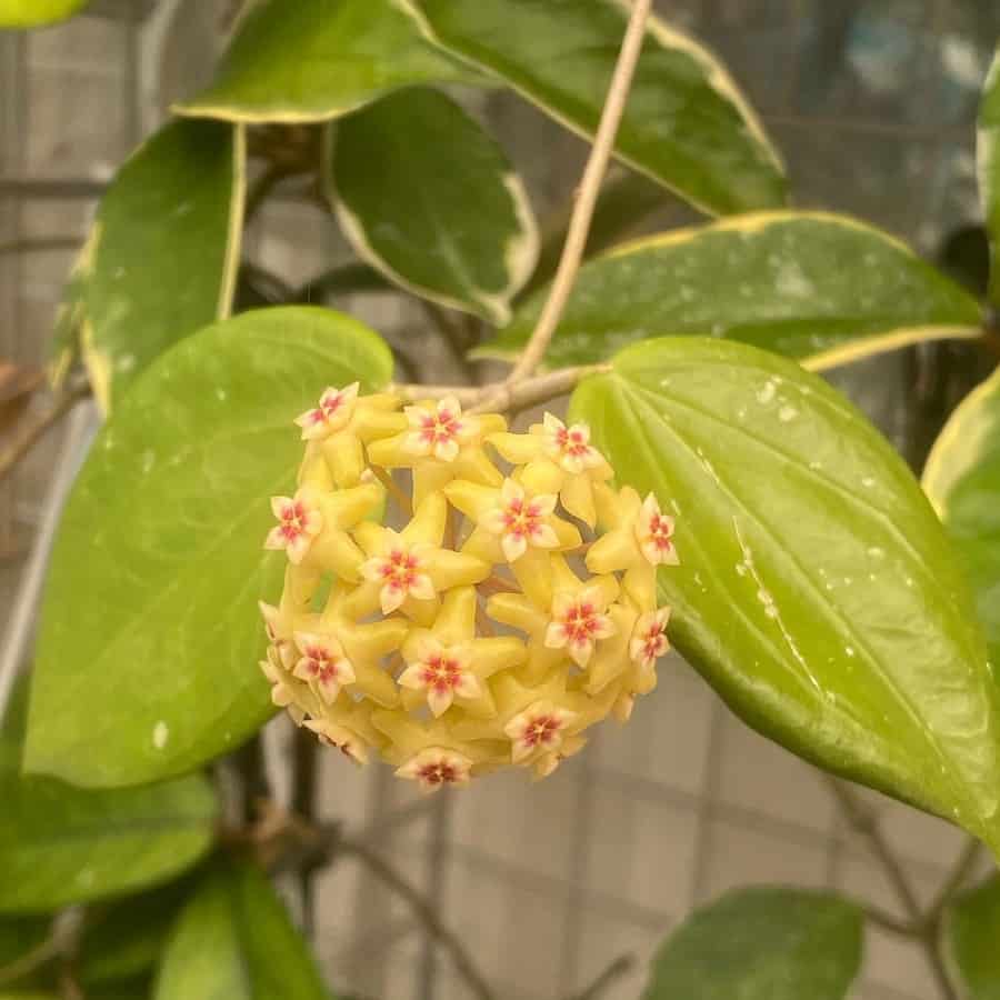 Hoya neocaledonica
