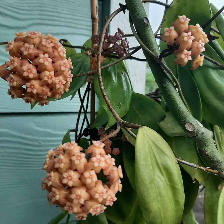 Hoya neoebudica