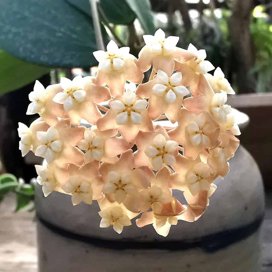 Hoya nicholsoniae