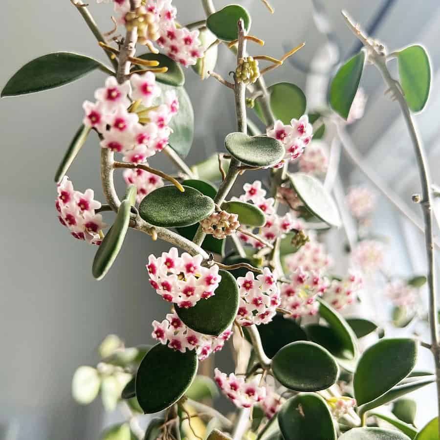 Hoya nummularioides